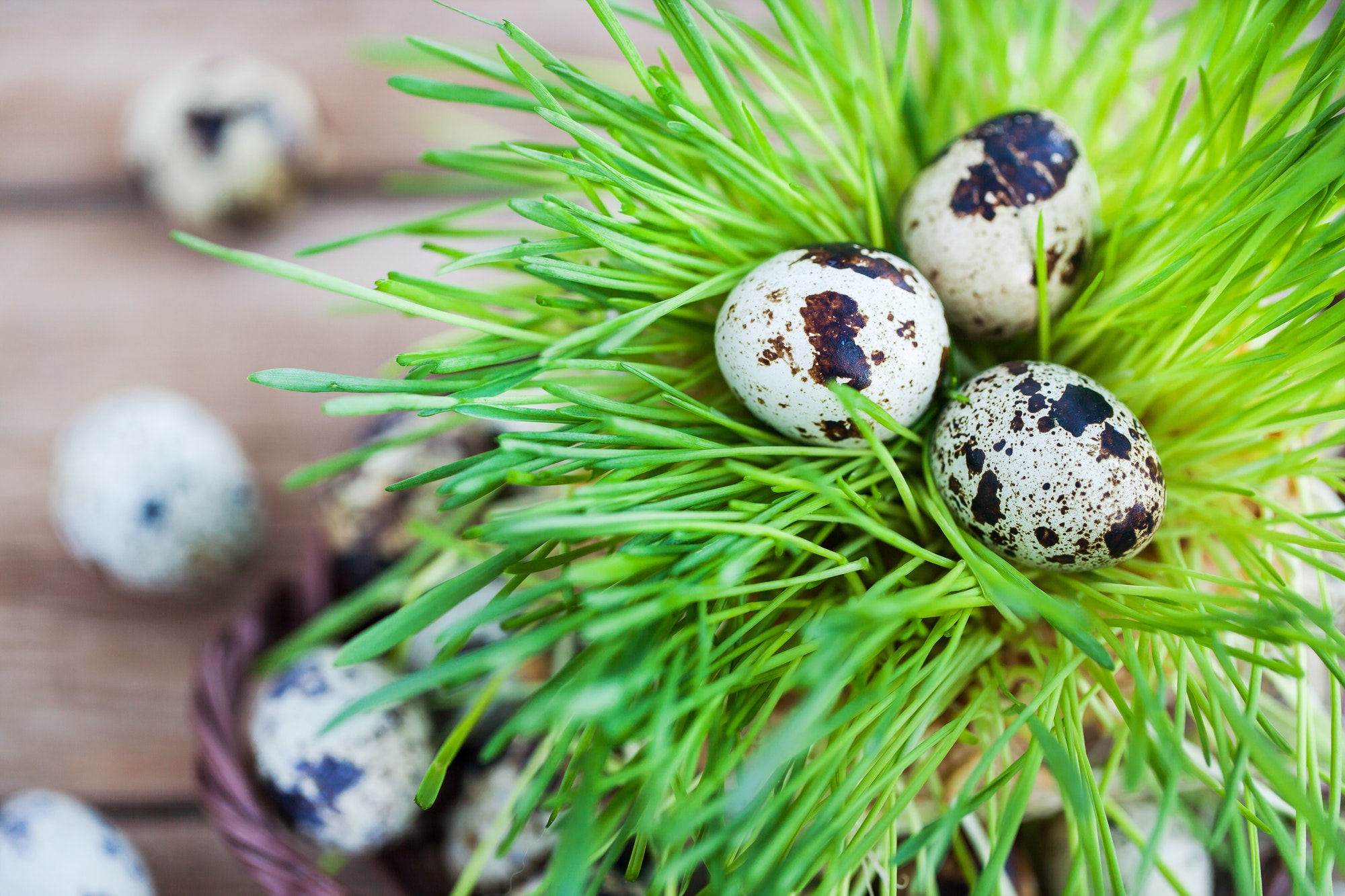 Easter quail eggs